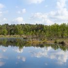 Frühling im Pietzmoor