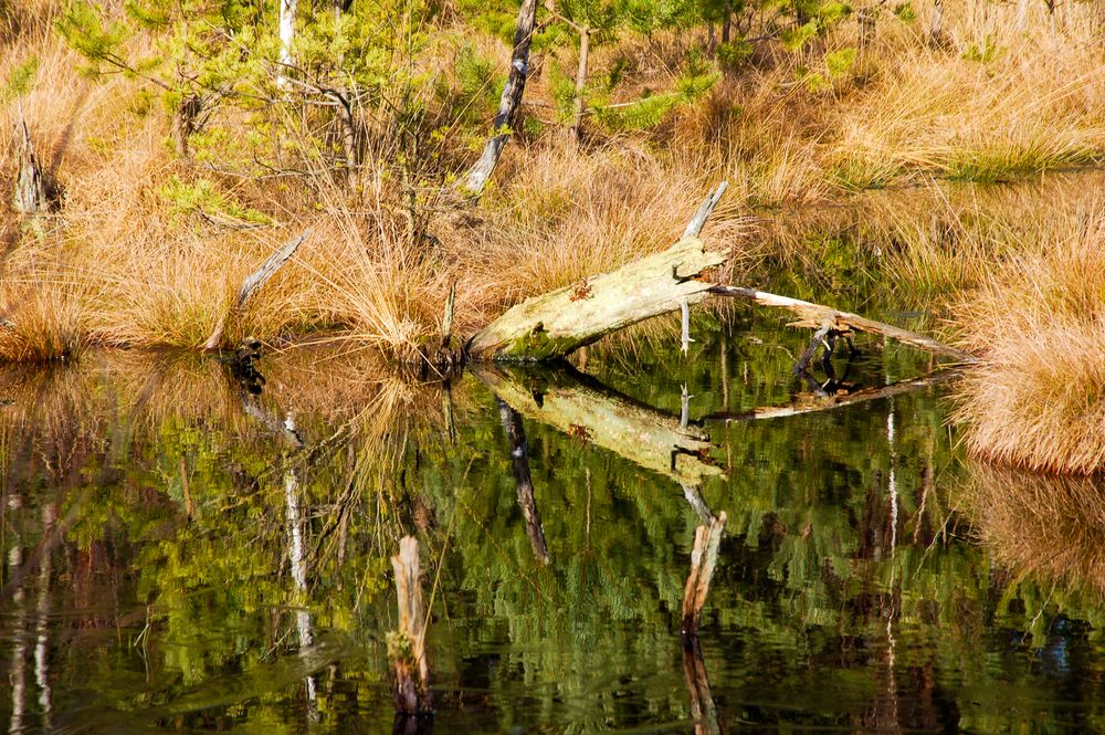 Frühling im Pietzmoor. 