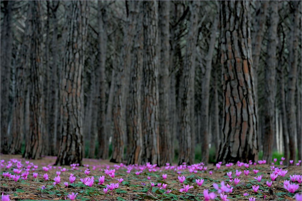 Frühling im Pinienwald