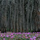 Frühling im Pinienwald