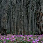 Frühling im Pinienwald