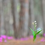 - Frühling im Pinienwald -