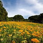 Frühling im Pinienwald