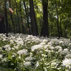 Frühling im Pötzleinsdorfer Schlosspark