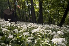 Frühling im Pötzleinsdorfer Schlosspark