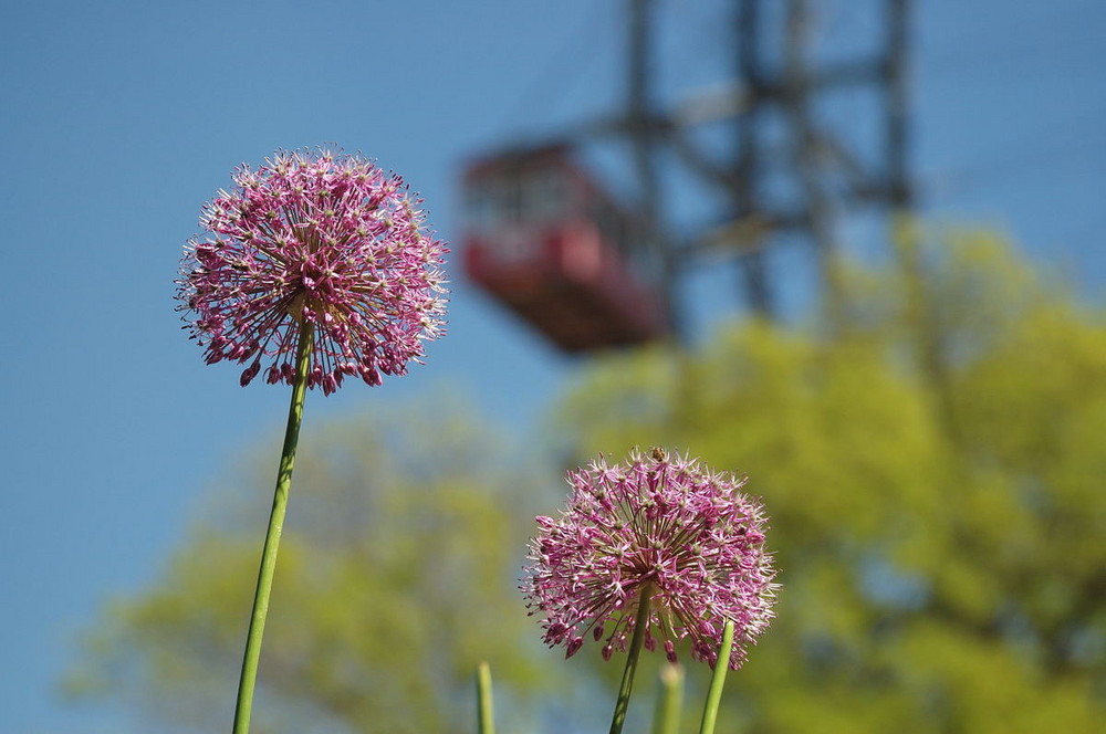 Frühling im Prater