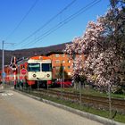 Frühling im / Primavera en / Printemps au = Tessin...02