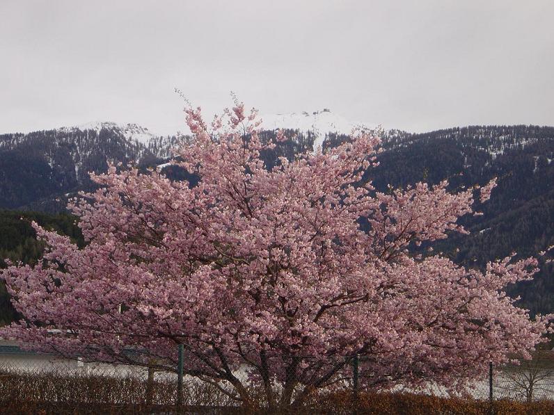 "Frühling im Pustertal"