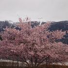 "Frühling im Pustertal"