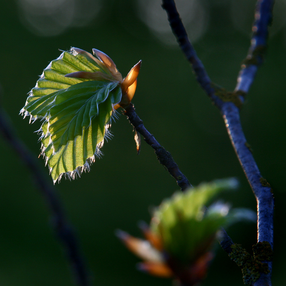 Frühling im Quadrat