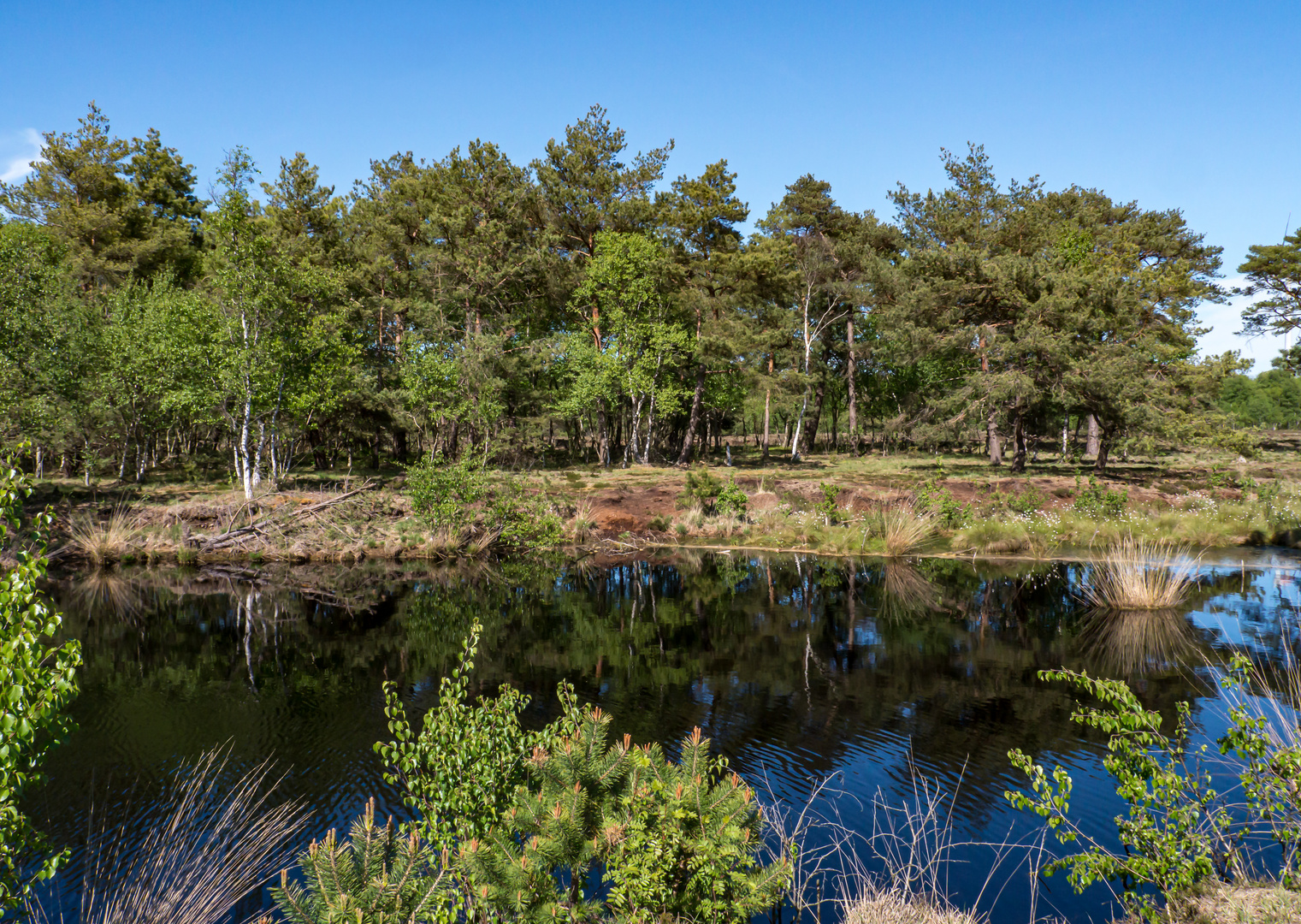 Frühling im Quelkhorner Moor 