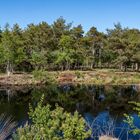 Frühling im Quelkhorner Moor 