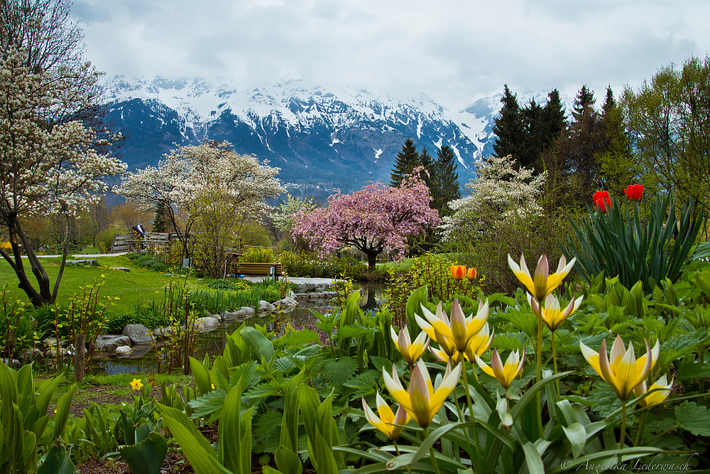 Frühling im Rapoldipark