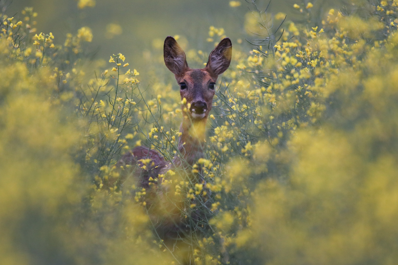 Frühling im Raps