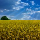 Frühling im Rapsfeld