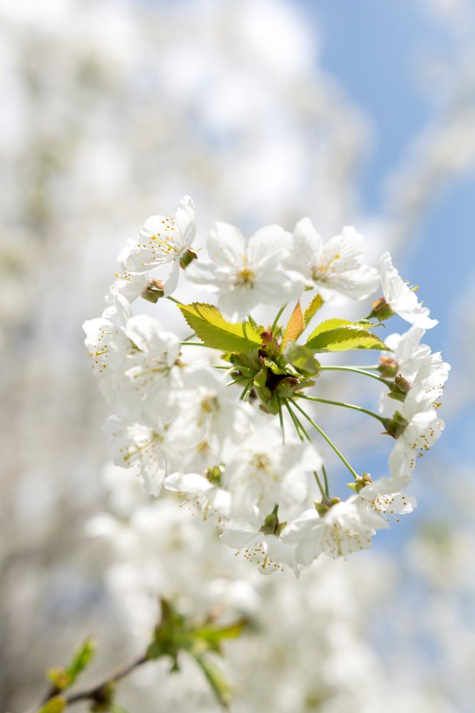 Frühling im Rauental