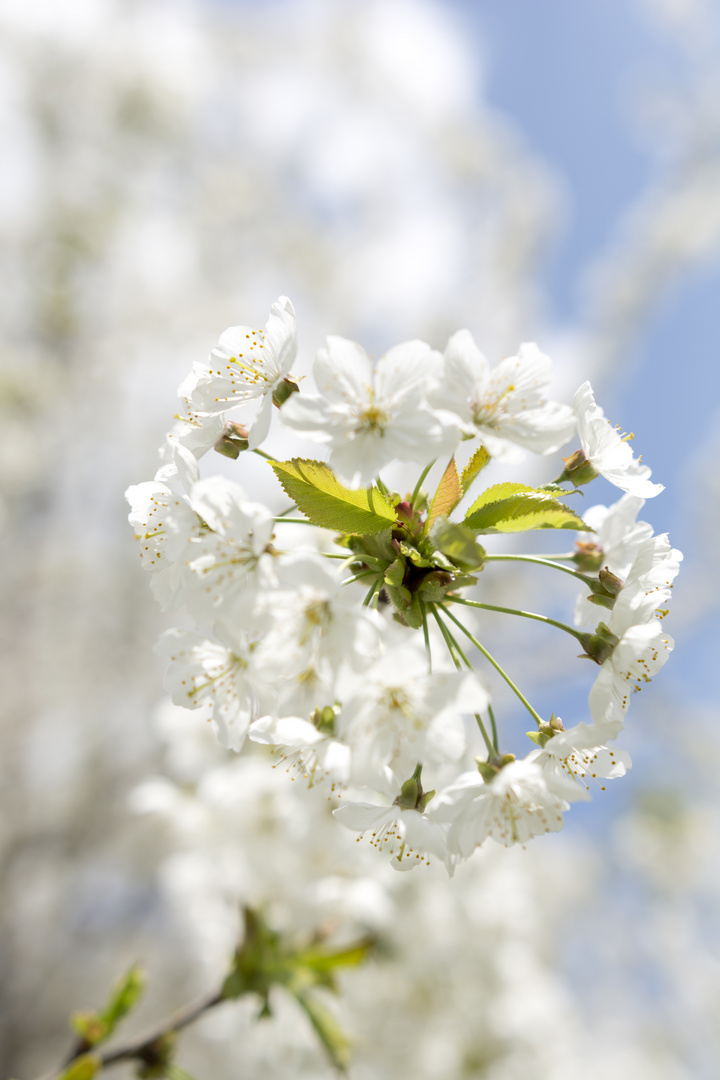 Frühling im Rauental