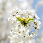 Frühling im Rauental