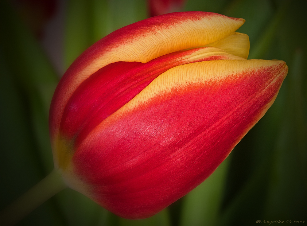 Frühling im Raum... (VII)