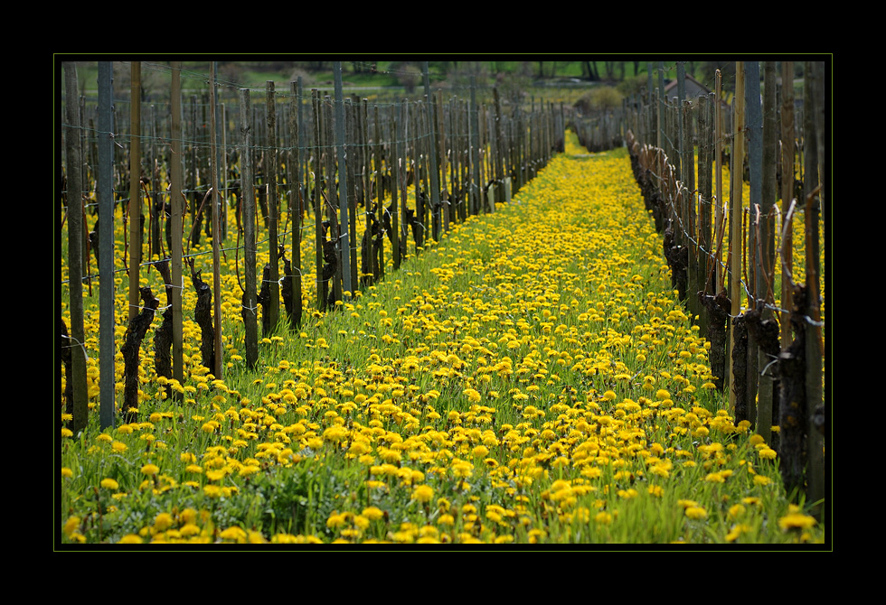 Frühling im Rebberg