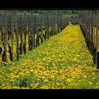 Frühling im Rebberg