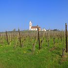 Frühling im Rebberg (Hallau SH)