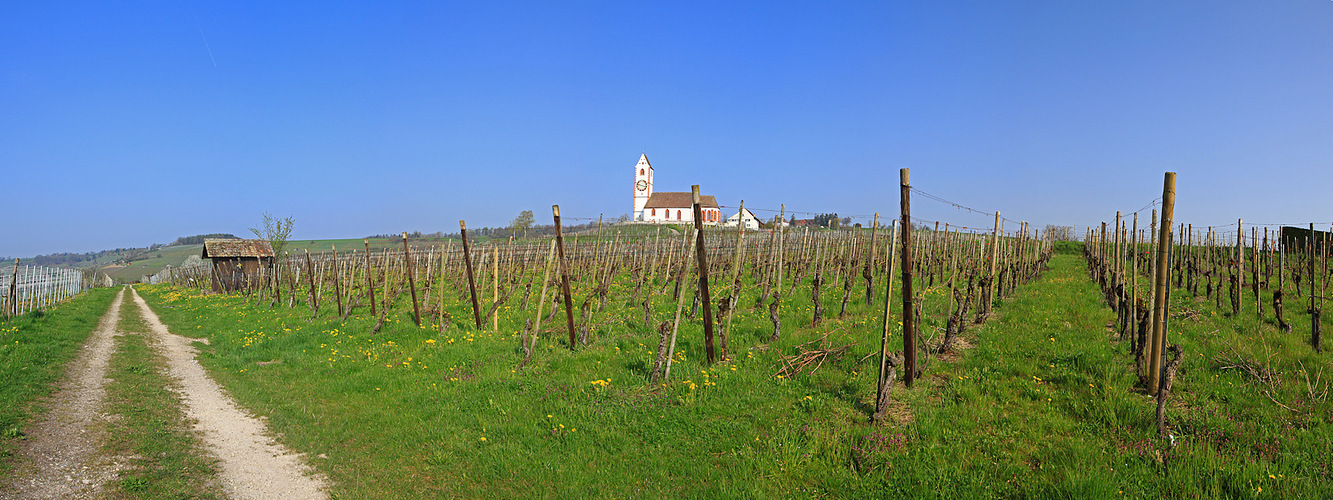 Frühling im Rebberg (Hallau SH)