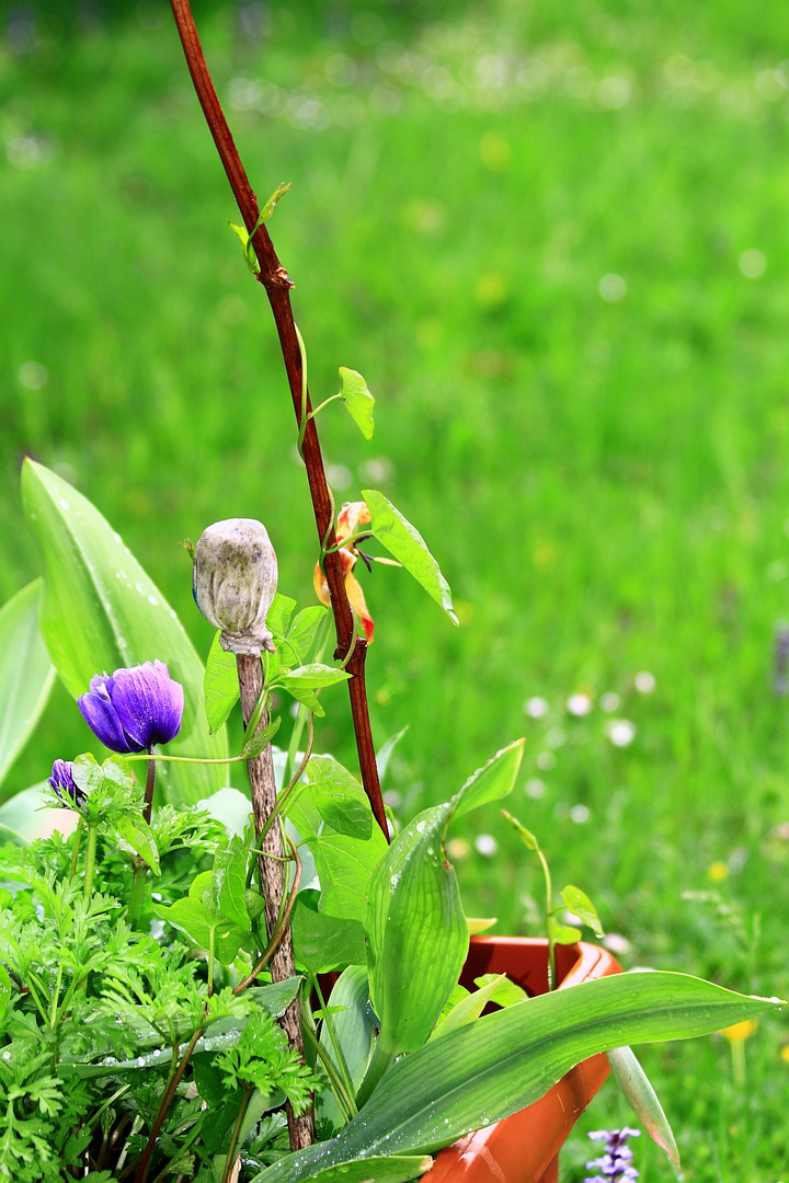 frühling im regen 1