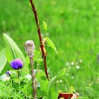 frühling im regen 1