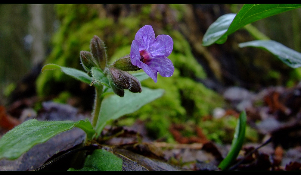 Frühling im Regen - Wald