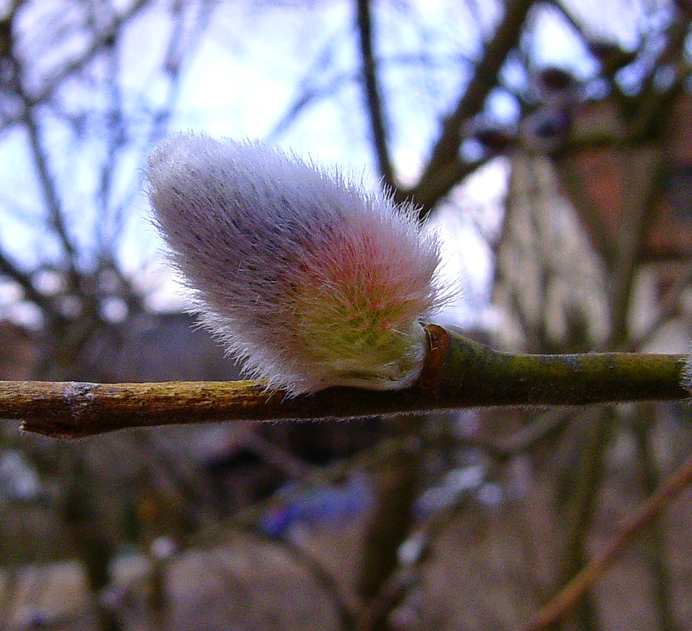 Frühling im Remstal - 1