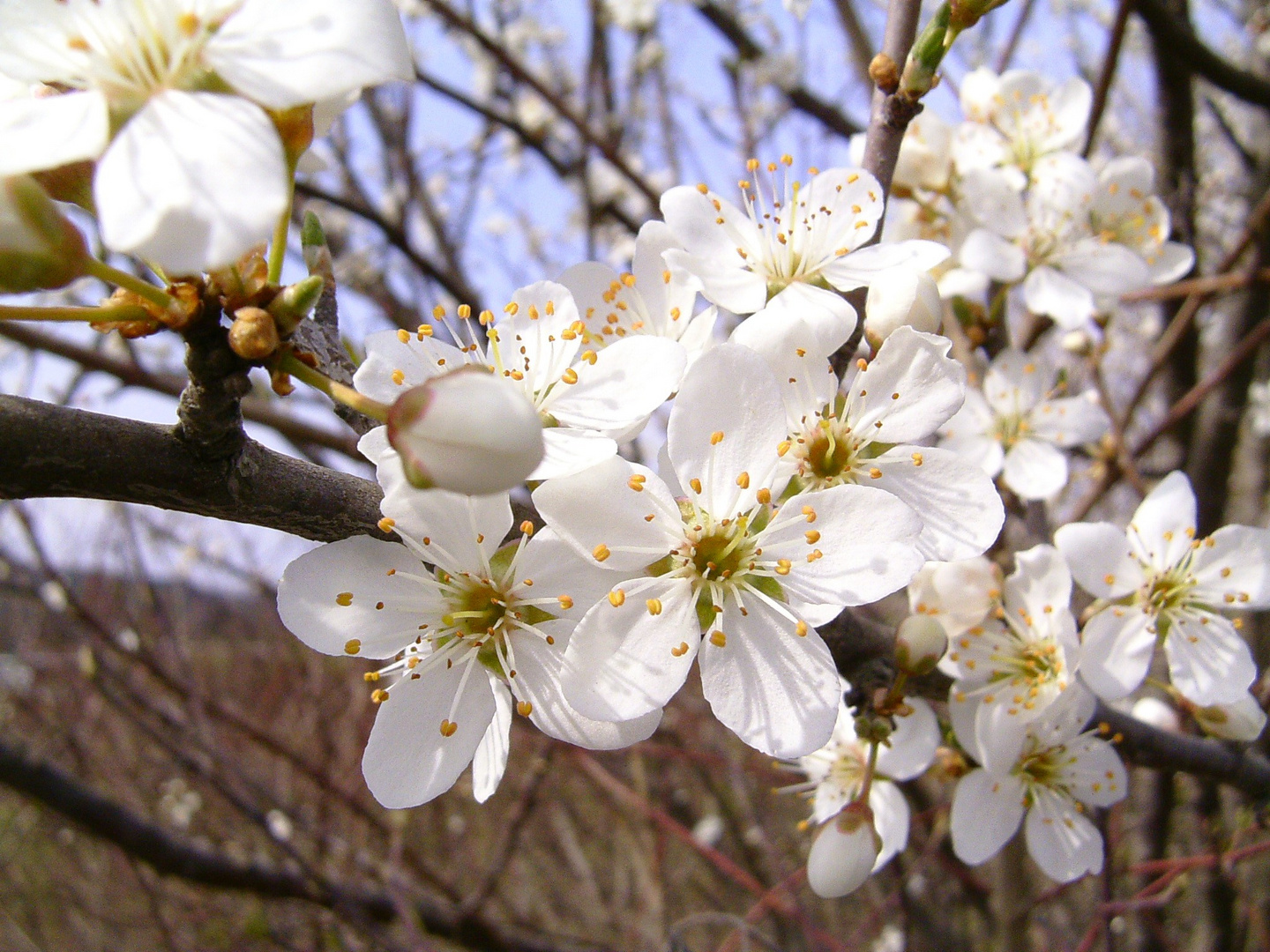 Frühling im Remstal - 3