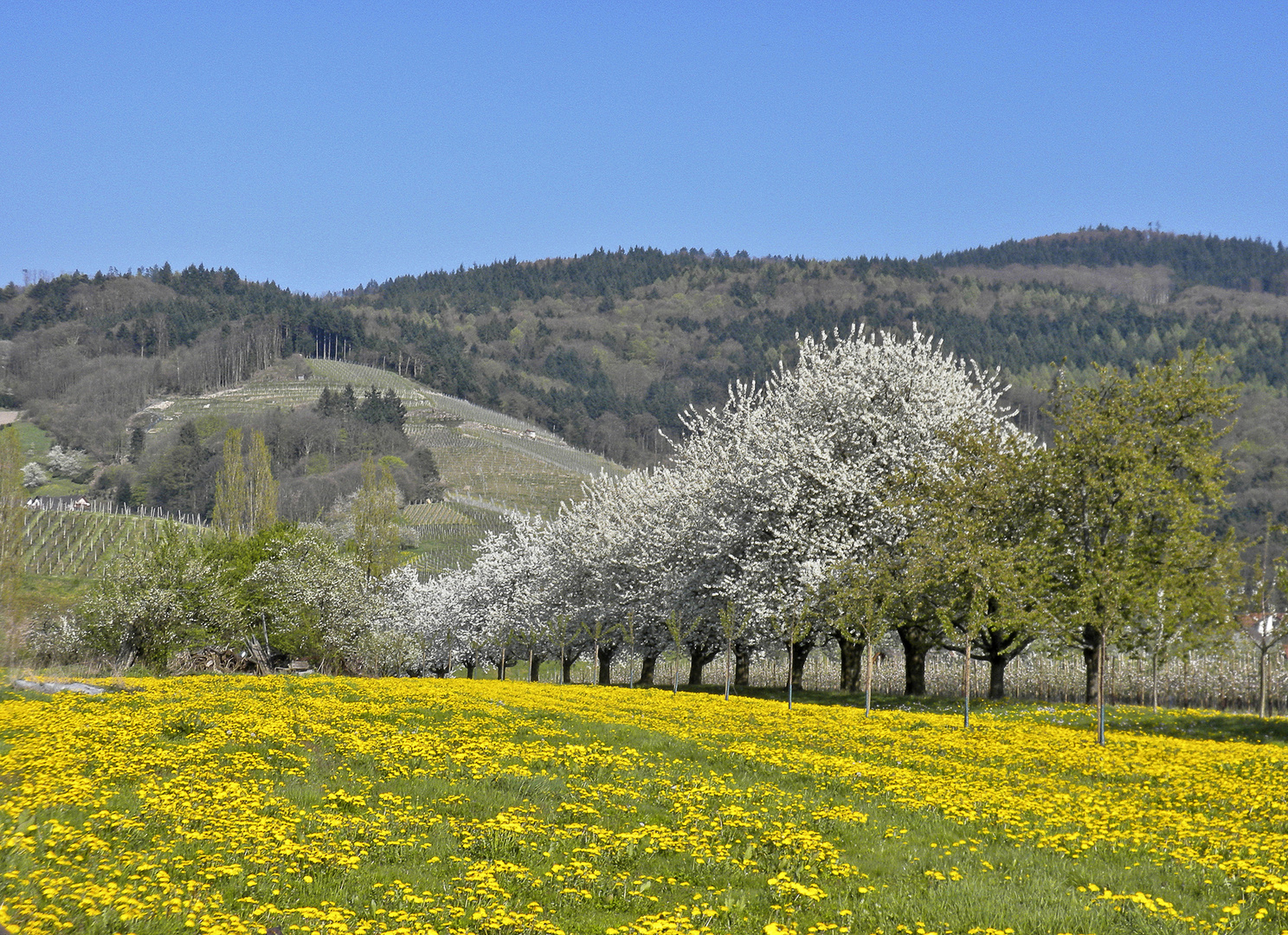 Frühling im Renchtal