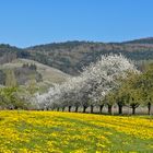 Frühling im Renchtal