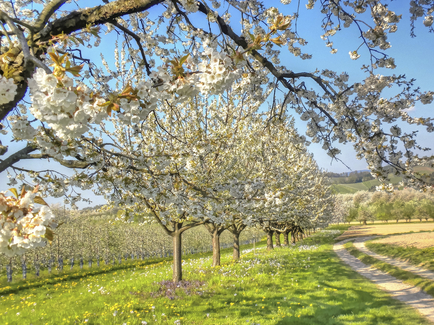 Frühling im Renchtal