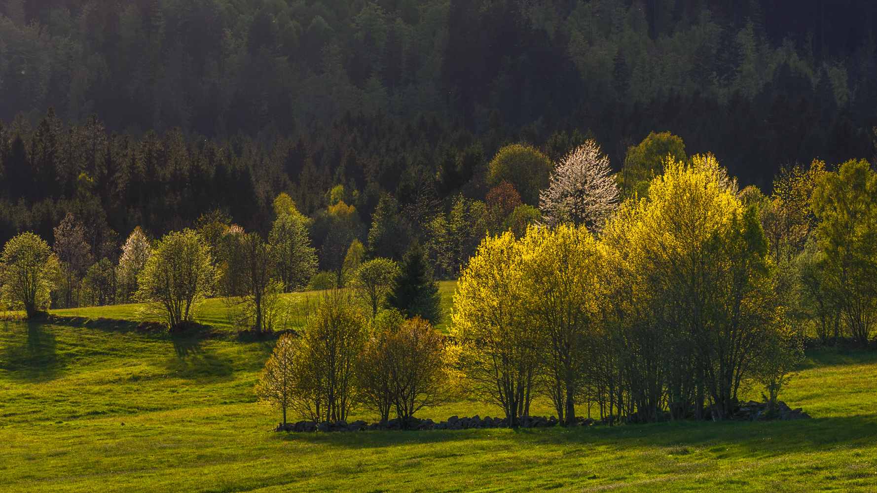 frühling im reschbachtal