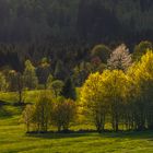 frühling im reschbachtal