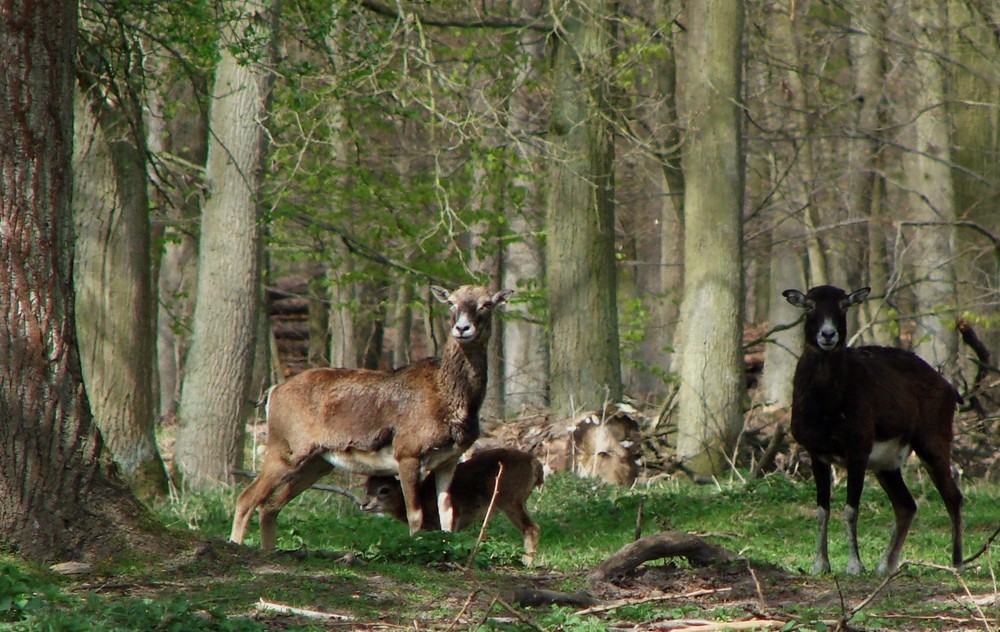 Frühling im Revier