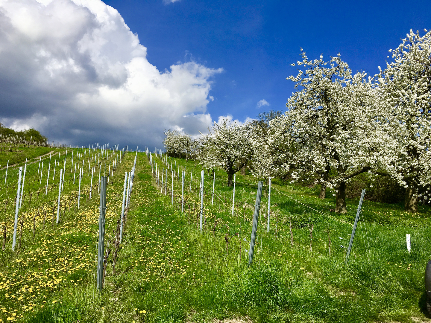 Frühling im Rheingau