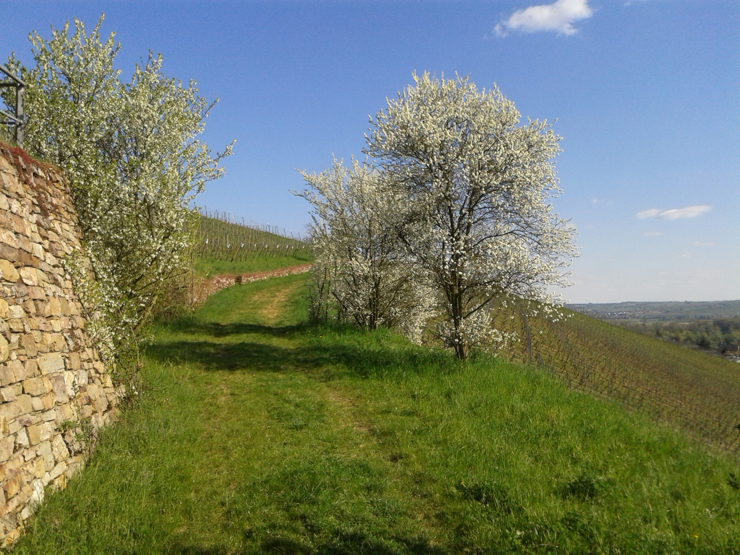 Frühling im Rheingau