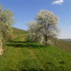 Frühling im Rheingau