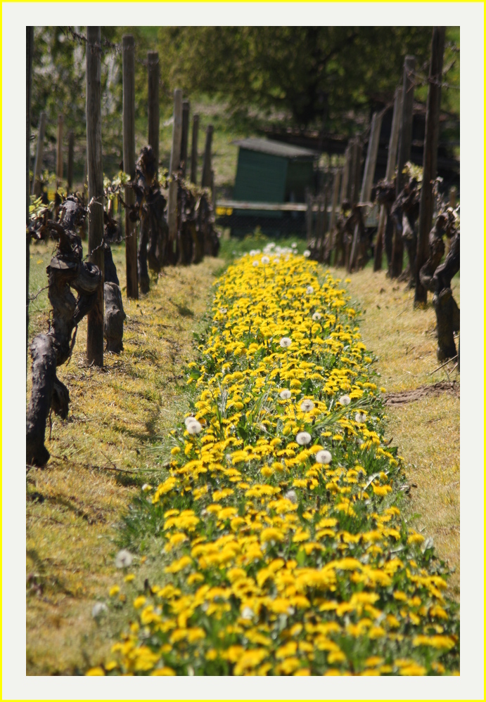 Frühling im Rheingau