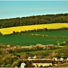 Frühling im Rheingau