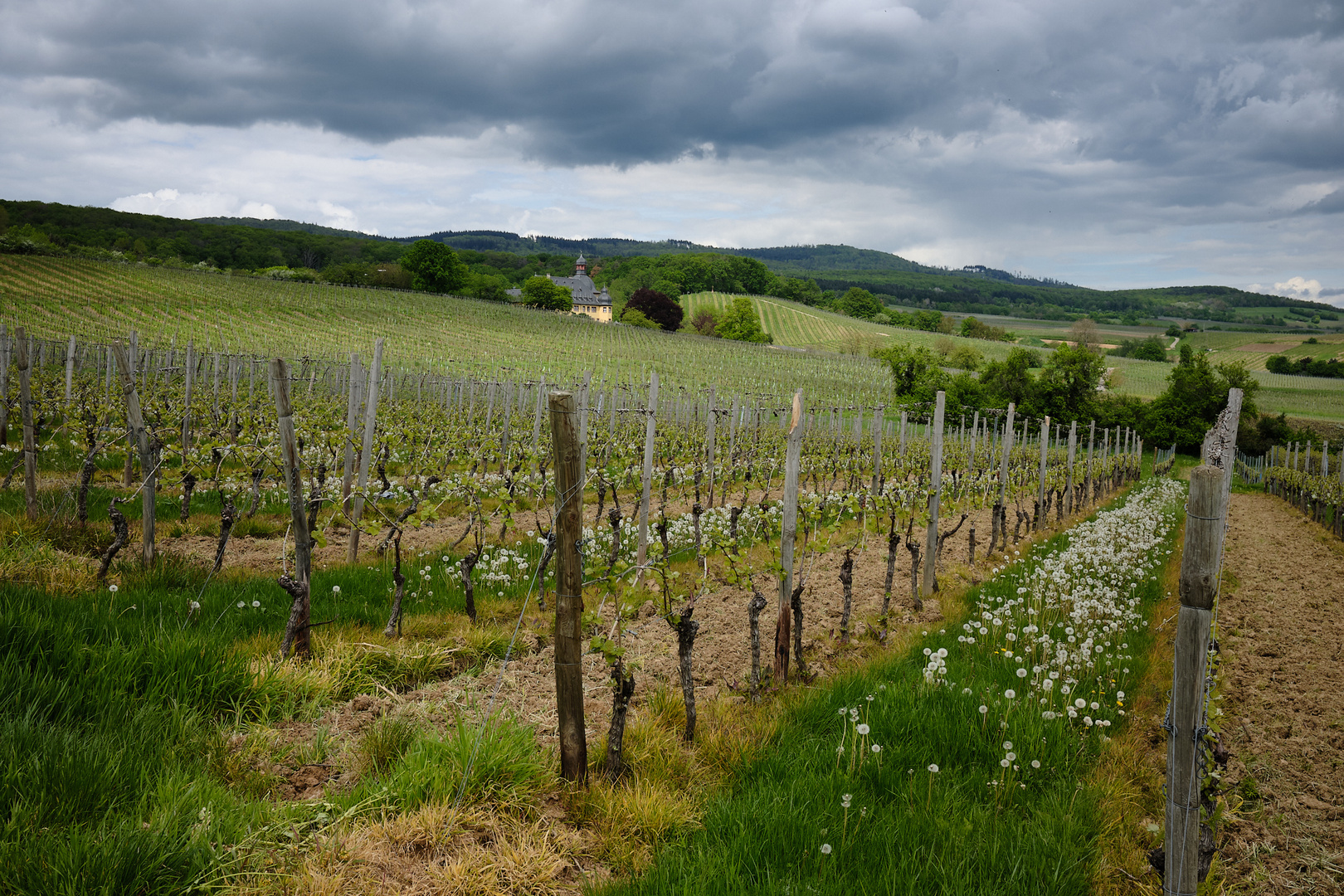 Frühling im Rheingau