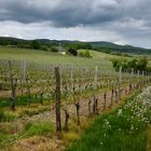 Frühling im Rheingau