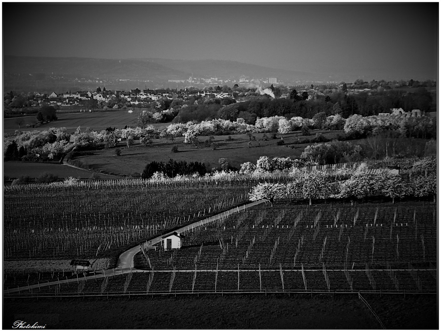 Frühling im Rheingau