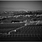 Frühling im Rheingau