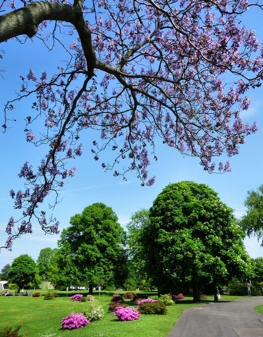 Frühling im Rheinpark