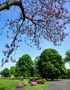 Frühling im Rheinpark von Günter Walther 