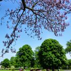 Frühling im Rheinpark